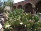 Blooming cactus is indigenous to the area - Mission San Juan Capistrano.