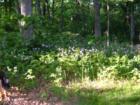 Wild Geraniums can be found in the forests along the bluffs of the River.