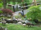 Two local residents of Lake Anne enjoying time in the sun.
