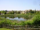 The Meadowview pond, and urban birdwatchers paradise.