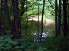 ASHEVILLE, N.C. Silver Pond in the Forest Acreage.