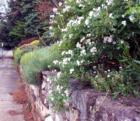 ASHEVILLE, N.C. Stonework. Landscape and Sidewalks That Invite a Stroll.