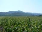 Napa Grapes Growing