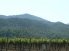 The Grape Fields