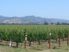 Napa Grown 
