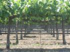 The Wine Vines