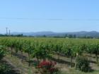 Napa - Field of Dreams