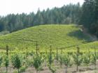 Napa and Beyond