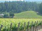 Napa Grapes - Mountain Grown