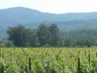 Napa - for Wine Lovers