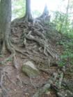 These Beech trees with interesting exposed roots are growing below the cliffs at Raven Rock State Park in Lillington, NC.