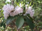 Closeup of Mountain Laurel bloom along the Little Creek Loop Trail in Raven Rock State park in Harnett County, NC.  Mountain Laurel and Rhododendron plants grow wild along the trails of the park.  Both typically bloom in early to mid May. 