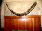 This Wooly Mammoth tusk is a prized artifact of the past history of the Laguna Hills area.