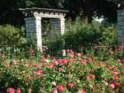 Loose Park Rose Garden