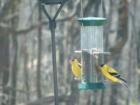 Spring GoldFinches