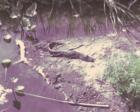 Florida gator resting in the sun on the banks of Lake Eustis.
