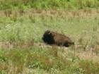 A buffalo in Golden Gate Park