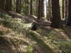 Bear in Kings Canyon