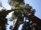 Sequoia National Park