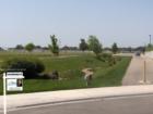 Cedar Springs - Common Area