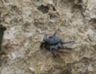 Ewa Beach - Crab on the Rocks
