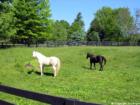 Some properties in Anchorage, KY have barns for horses.