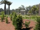 New landscaping around the Concourse in Golden Gate Park