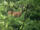 Grafton Wildlife