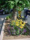 A Downtown Adopt-A-Planter