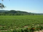 Dry Creek Valley near Healdsburg