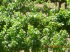 Wilson Winery grapes - Dry Creek Valley