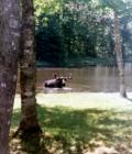 Moose taking bath off Hemore Road In Ludlow!
