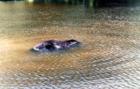 Submerged moose during a little fishing during the bath..or scrubbing his feet?