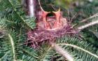 Hungry little robins!