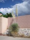 May 2007 - Our Tucson desert is in bloom with this beautiful Yucca plant.