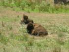 Buffalos in Golden Gate Park