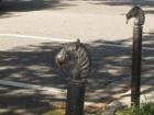 Hold your horses in front of a New Orleans house