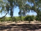 Rancho Santa Fe is known for having many orchards lining its country roads, hiding the owners' estates from view