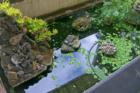 This adorable pond is home to a bazillion fish (a legitimate number, i dare you to count and tell me there is less!), and three red eared sliders the size of dinner plates!