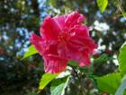 This Hot Pink Double Hibiscus thrives in the temperate climate of Orchid Land Estates.