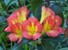 Vireya (relative of the Rhododendron) is very happy living in Orchid Land Estates.