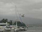 A seaplane landing in Coal Harbour
