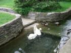 Swans at Millersville University.  Photo by Brian Schulman