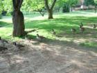 Geese feed at Millersville University.  Photo by Brian Schulman