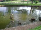 Geese enter the pond at Millersville University.  Photo by Brian Schulman