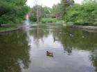 Ducks enjoying Millersville University pond.  Photo by Brian Schulman