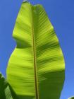 Leaf on Banana Tree in my front yard