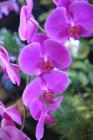 Orchids from last Hilo Orchid Show