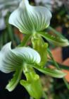 Orchids from last Hilo Orchid Show