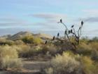 Photographers and Artists can find just about anything in the Desert area of Big River and Earp CA. Close to Parker, Arizona